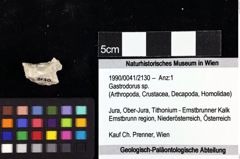 Foto (Objket + Etiketten) von Gastrodorus sp. 